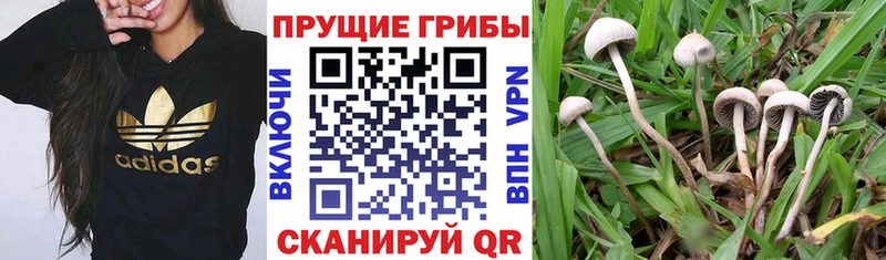 Галлюциногенные грибы Magic Shrooms  как найти закладки  Билибино 